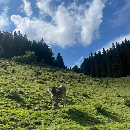 Apartmaji Golob-golte * Mozirje